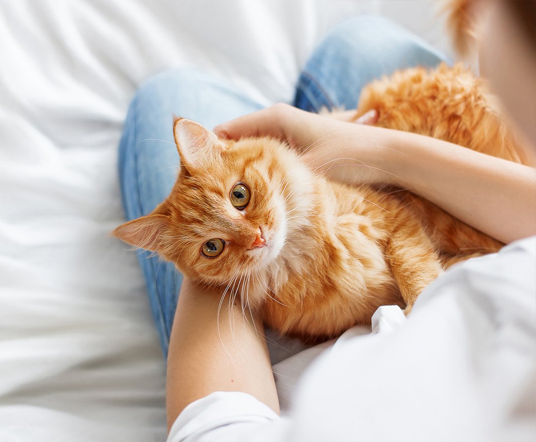 嘔吐する猫ちゃんのイメージ