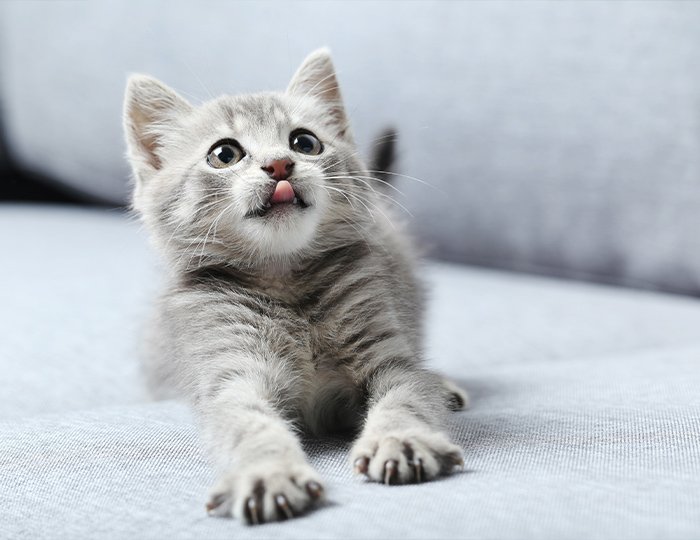 毛玉や猫草を吐く猫ちゃん