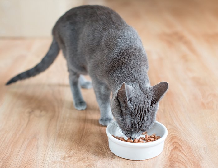 一度に大量に食べたごはんを吐く猫ちゃん