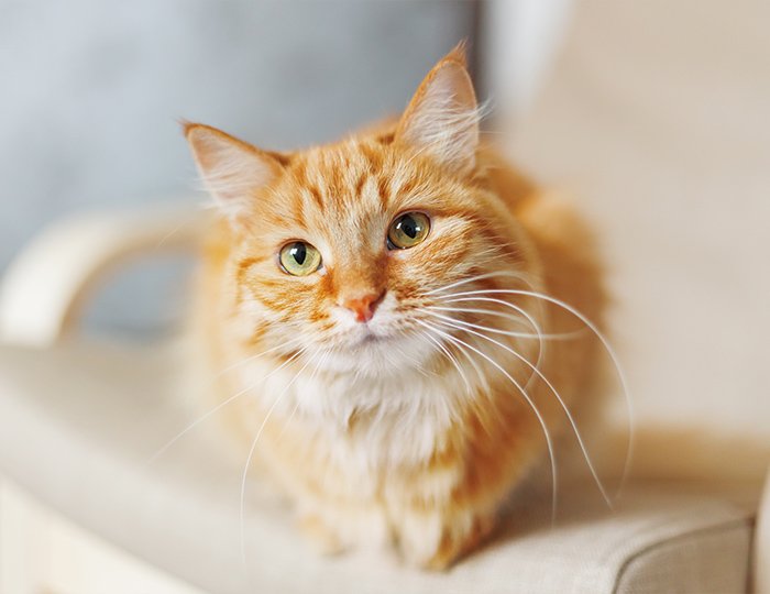空腹時に胃液や胆汁を吐く猫ちゃん