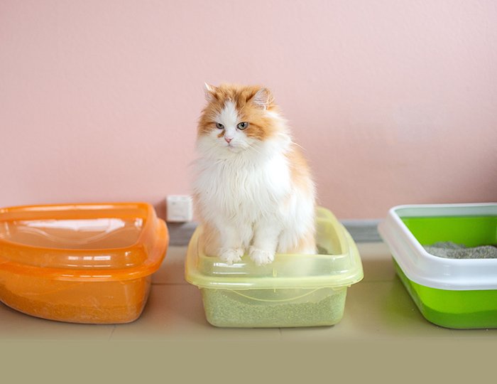 食物アレルギーのある猫ちゃん