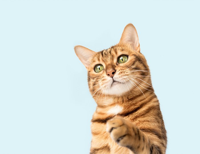 ストレスを感じている猫ちゃん