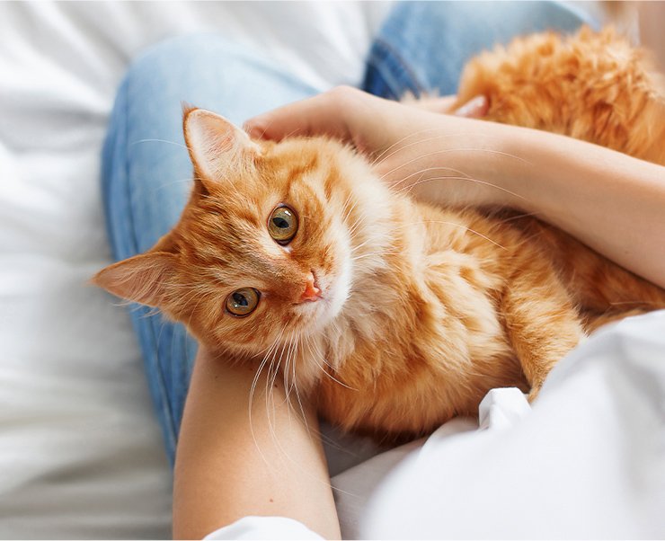 猫専用の待合室と診察室