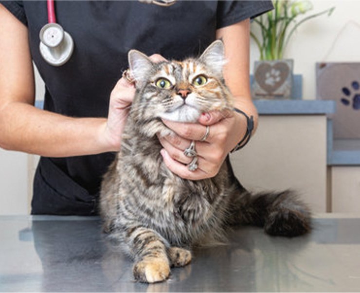 猫ちゃんの健康を守る健康診断