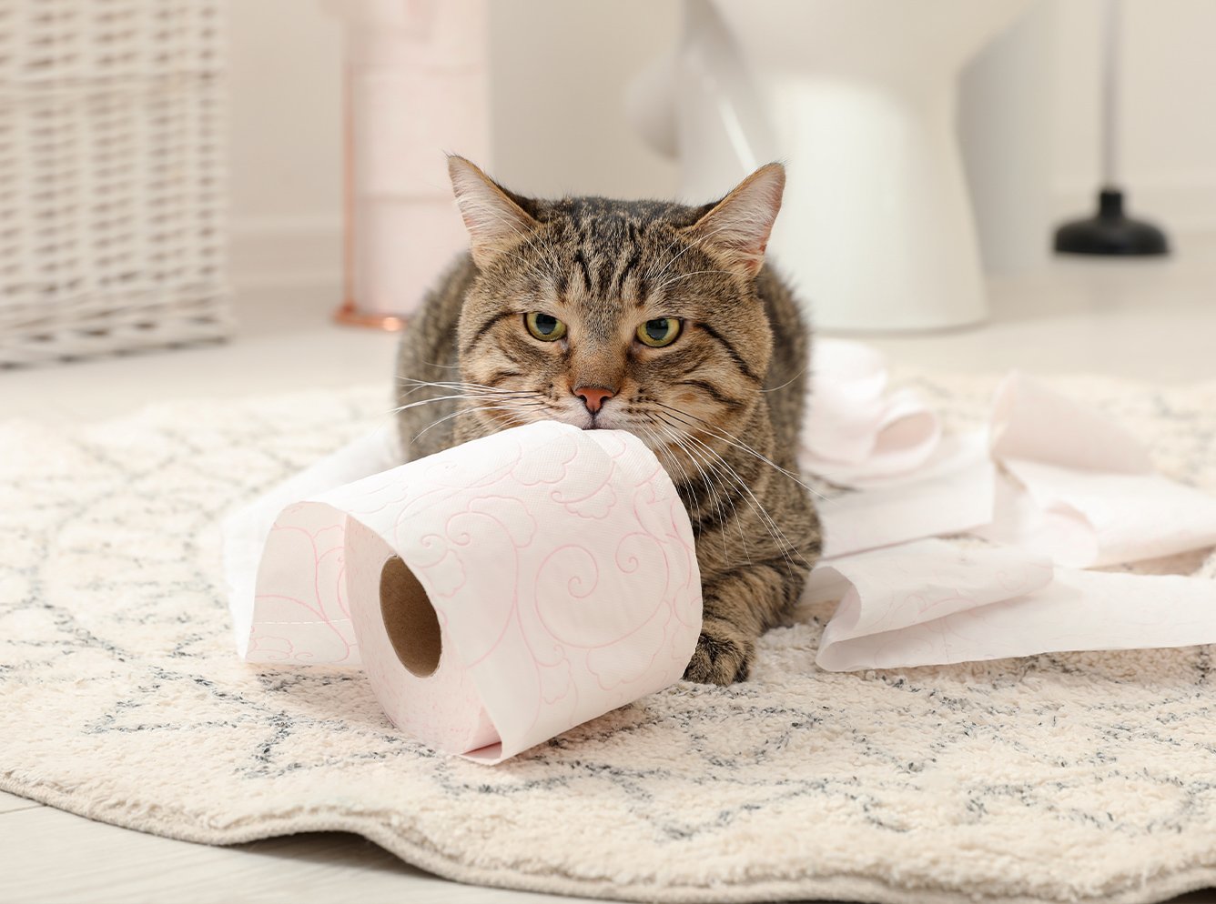 猫下部尿路疾患