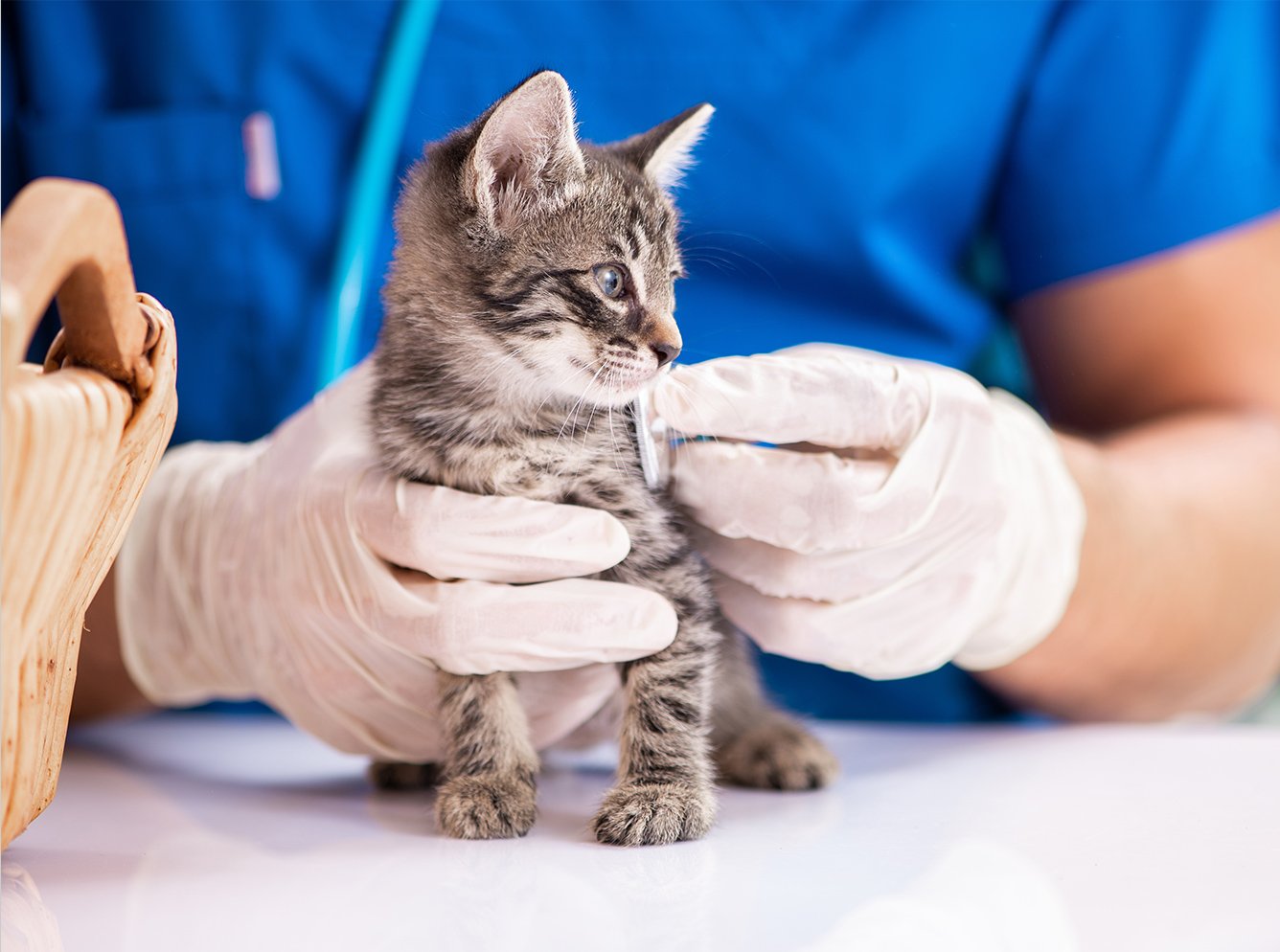保護施設・保護猫の子猫