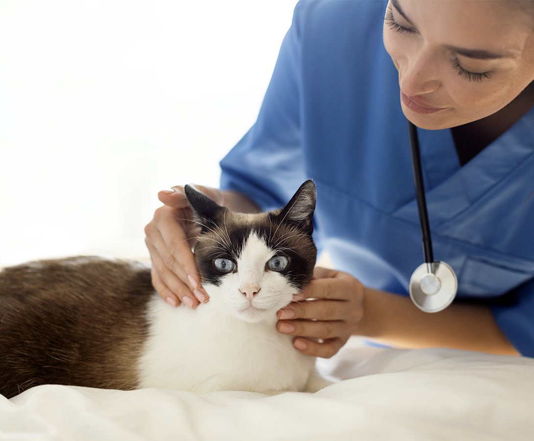 歯科の診療を受ける猫