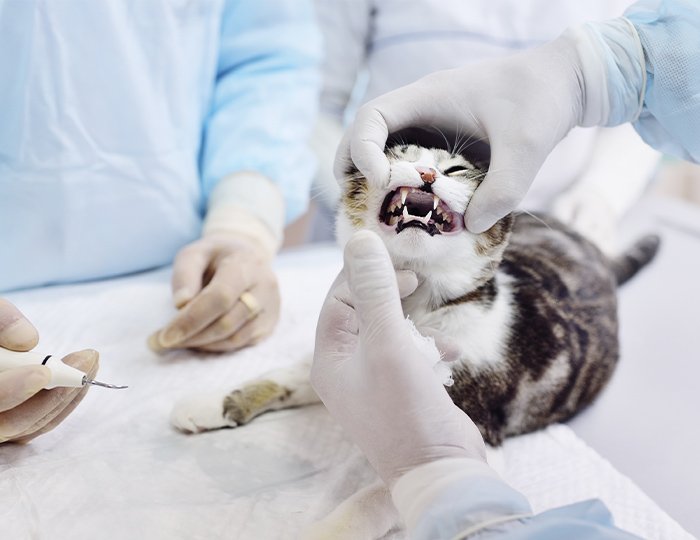 歯のケアをされる猫