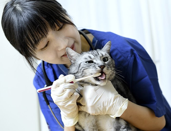 歯みがきによる予防を受ける猫